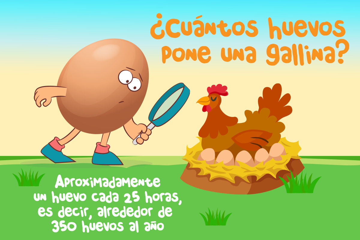 Cuantos huevos pone una gallina